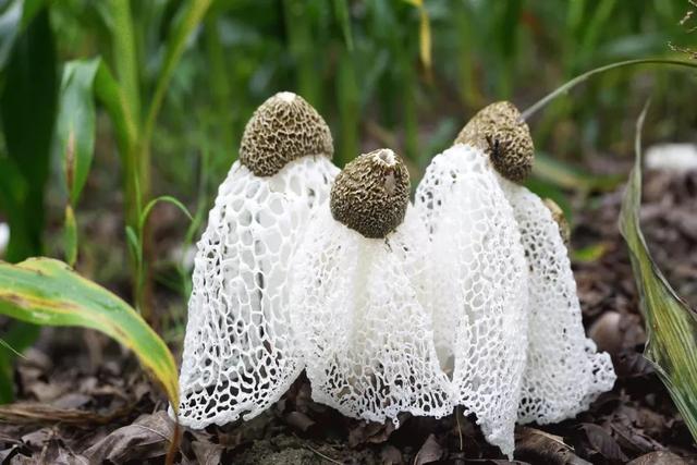 竹荪是什么 来自搜狐网