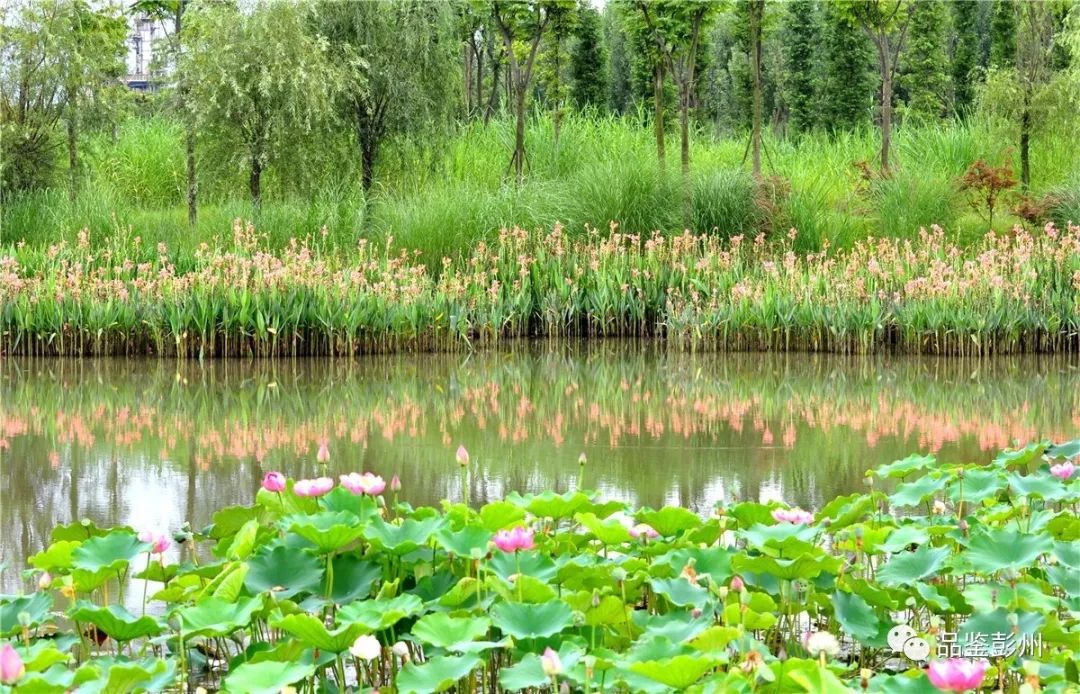 彭州又增一处免费湿地公园,景色宜人美如画!