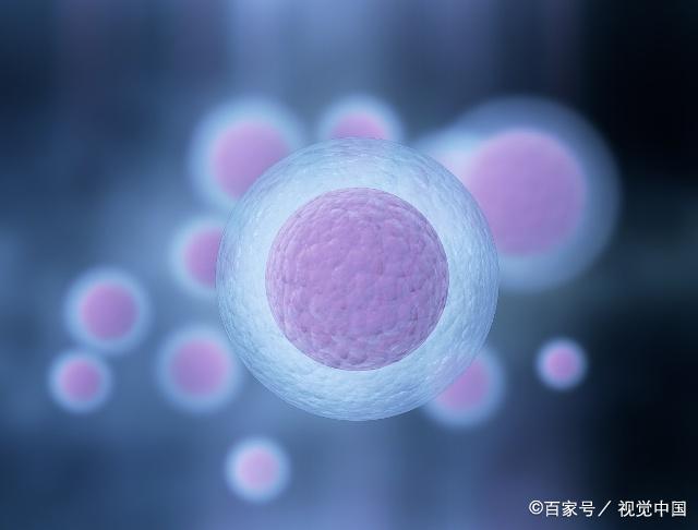 卵泡质量好的标准、饮食提高卵泡质量的方法,想要怀孕就看看吧! fg电子