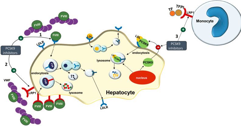 血脂速递丨探秘PCSK9抑制剂心血管获益