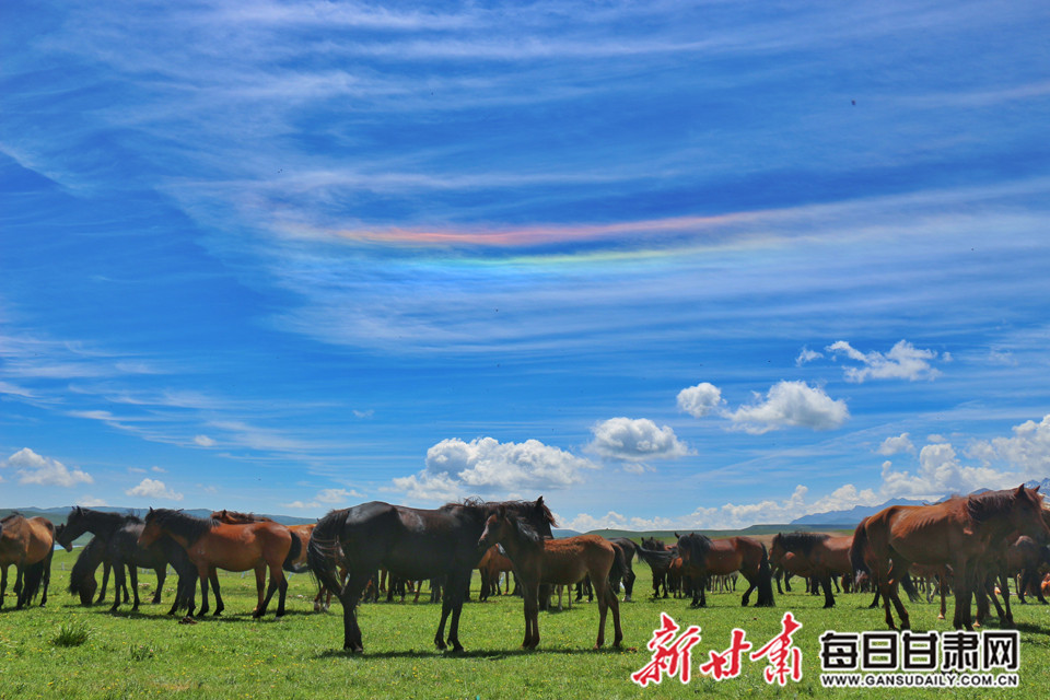 山丹马场蓝蓝的天上白云飘白云下面马儿跑图