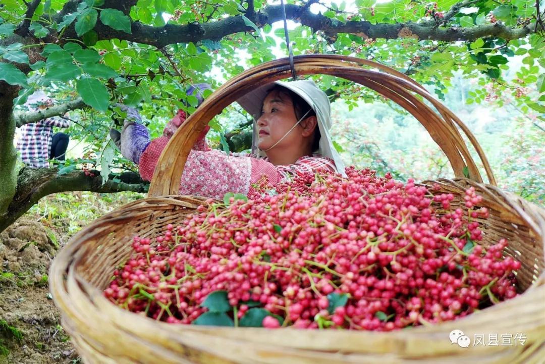 宝鸡这里又多了个采摘的地儿,你知道不!_凤县