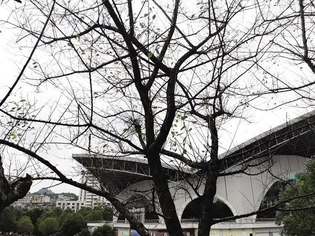 武陵文化广场红梅树成光杆杆 市民呼吁尽快施救 99真人官网
