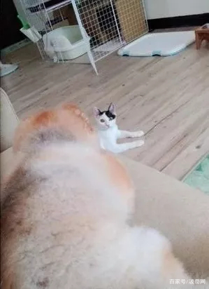博美每天都和猫咪打架,猫咪生下孩子,博美竟秒变奶妈 白金会app