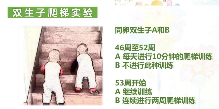 实验一:双生子爬梯实验每个阶段都有突出的发展特点,这是需要我们关注