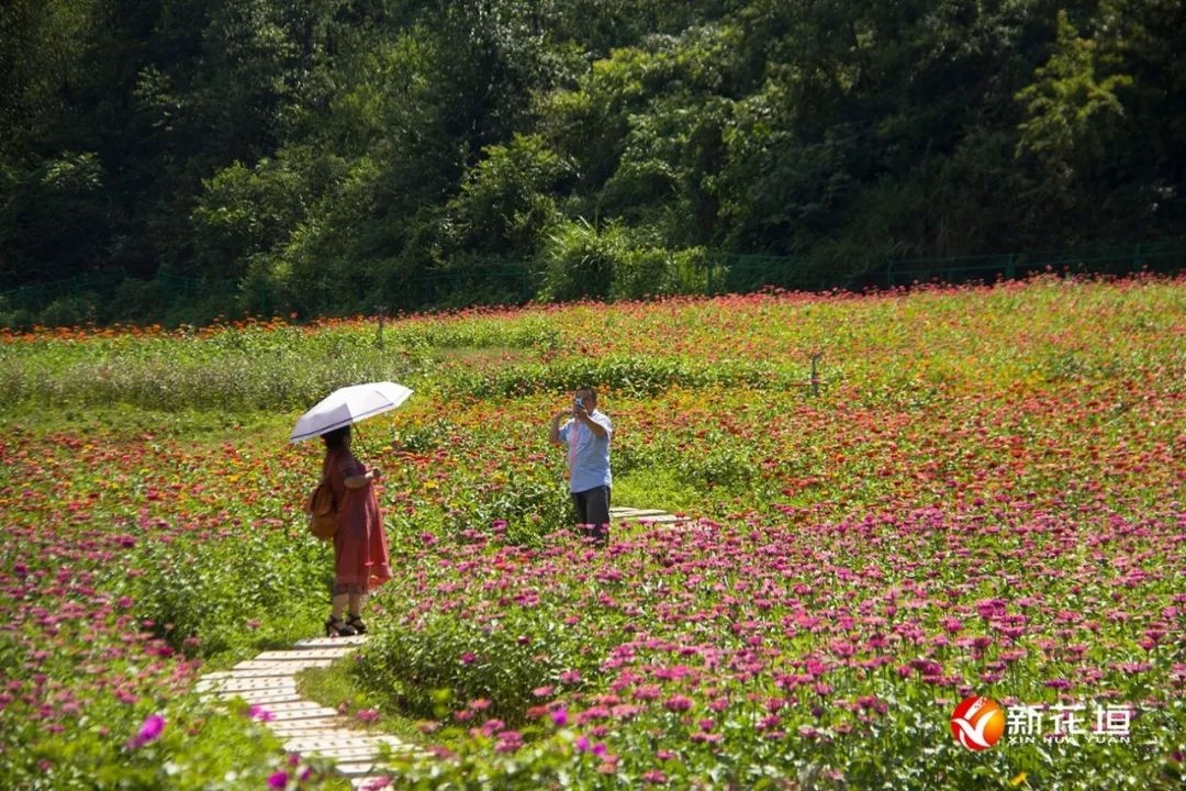 花海花海花垣这里未来一定大火美得不要太过分