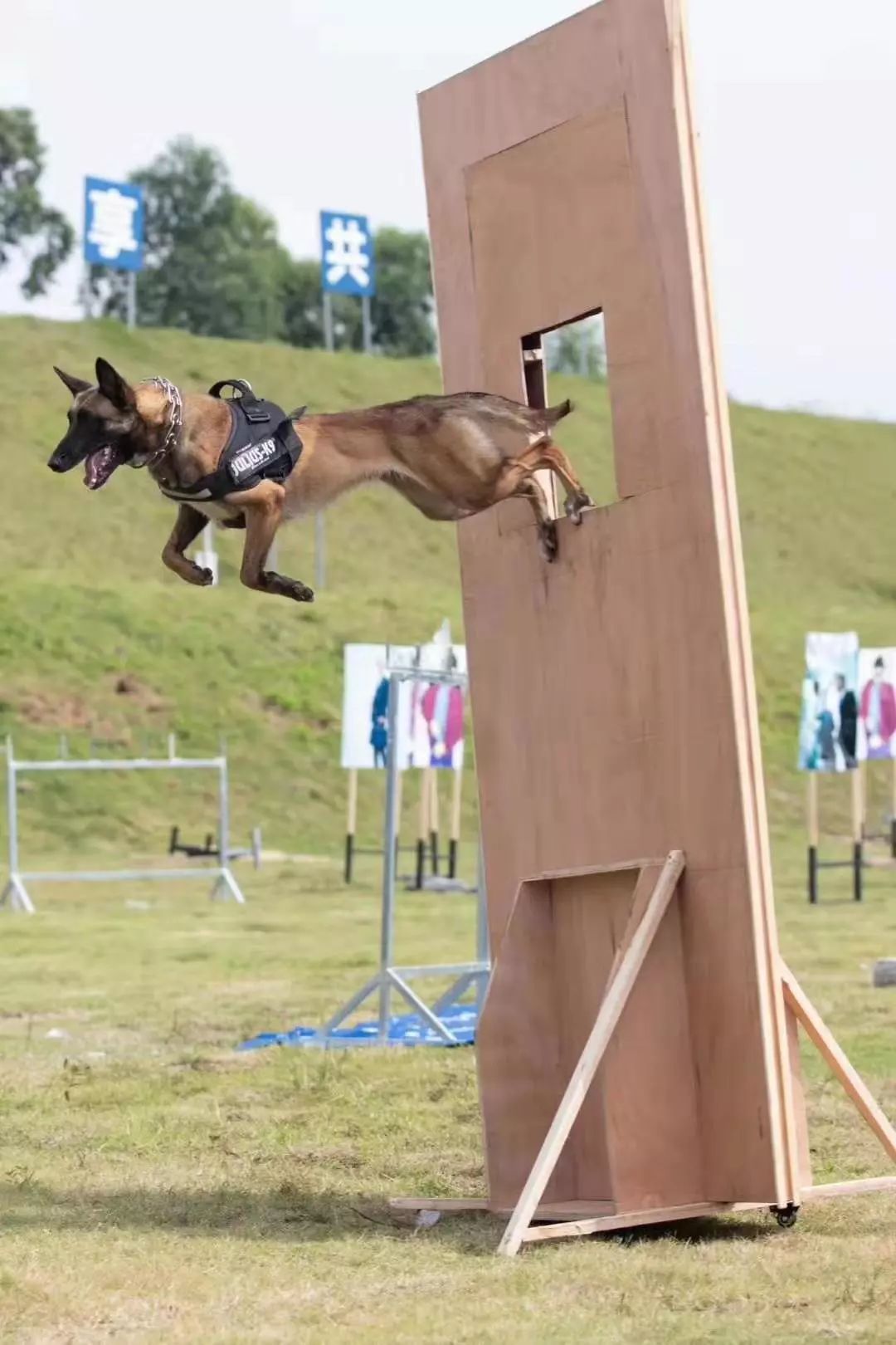 警犬专用训狗器械独木桥 8英尺 狗狗体能敏捷训练专用器材-阿里巴巴
