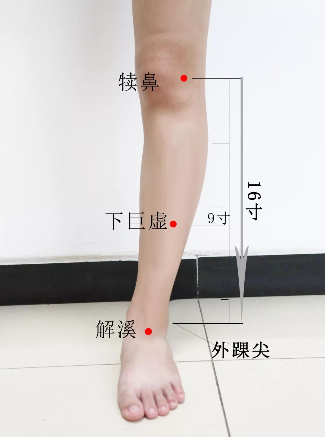 在小腿外侧，犊鼻穴下9寸，犊鼻穴与解溪穴的连线上，可在胫骨外廉凹陷中