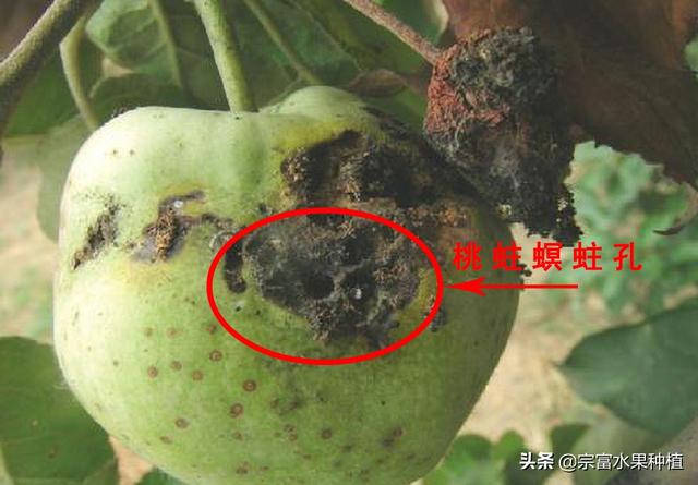 桃树如有桃蛀螟害虫,应该采取什么手段防治?_幼虫