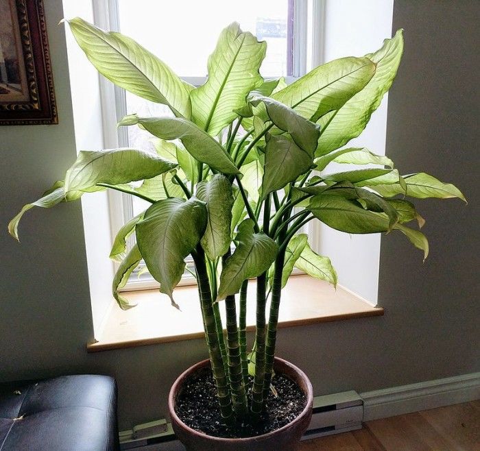 研究称被动接触绿色植物后会导致人们减少对垃圾食品的渴望 dafa888在线娱乐场