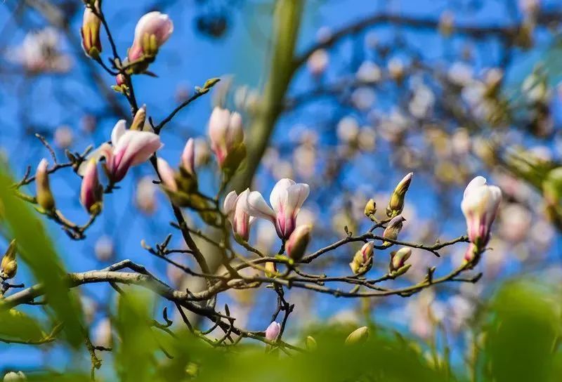 红杏枝头春意闹的闹字有什么妙处 0ad7afe737034bb68d8af3a51f4acd50.jpeg