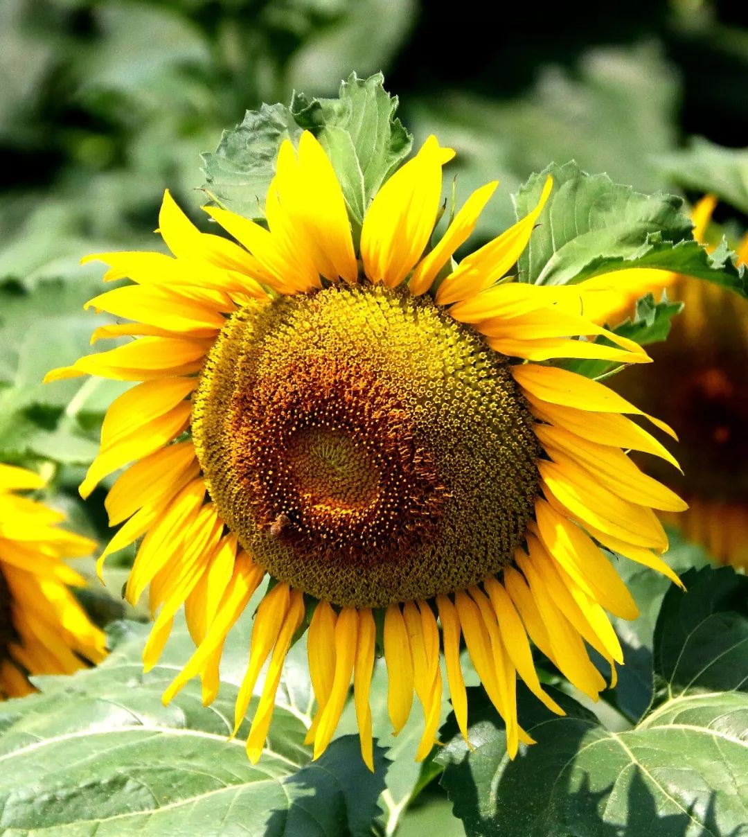 美爆!随州这些地方的向日葵已花开成海,赶紧去