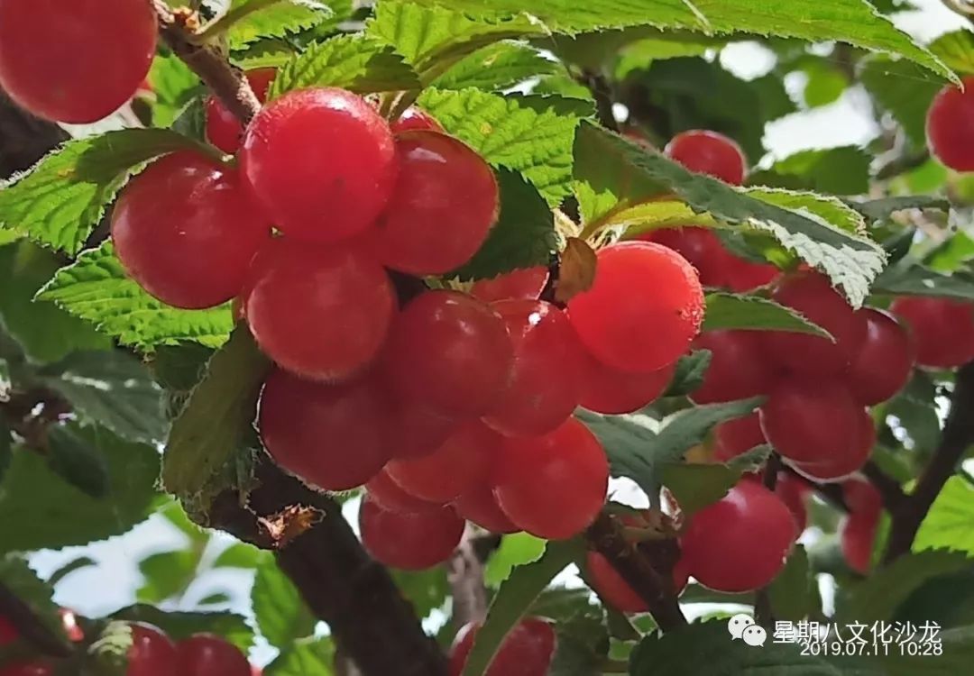 一树红桃伴绿菁葱珑如是玉人盈诗词学会同题作业选集