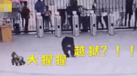 动物园黑猩猩出逃:一脚踹飞路人,自己拔掉麻醉枪 新濠天地线上娱乐官网