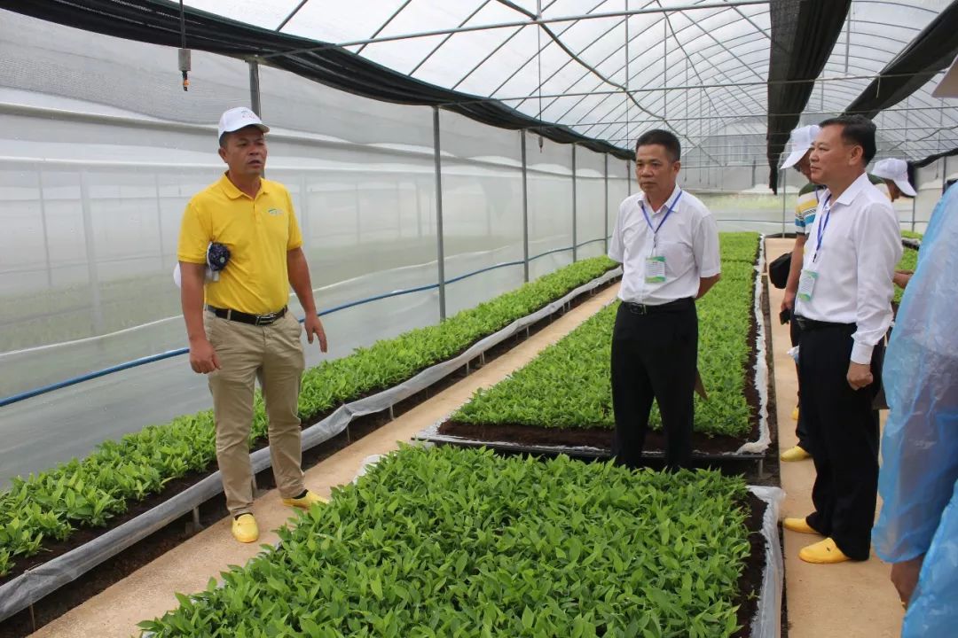 喜讯!广西建成国内最高标无枯萎病健康香蕉种苗繁育基地