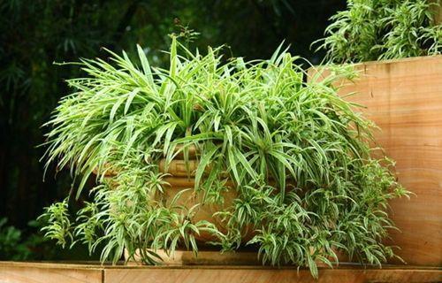 盆栽花卉什么时候可以搬出室外 387572fb1e504632b8bda24276fa38a3.jpeg