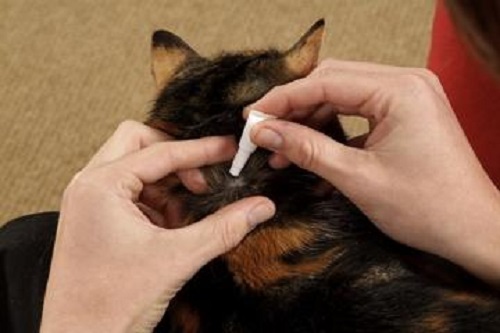 原创关于新猫驱虫的问题,新猫到家要怎么驱虫