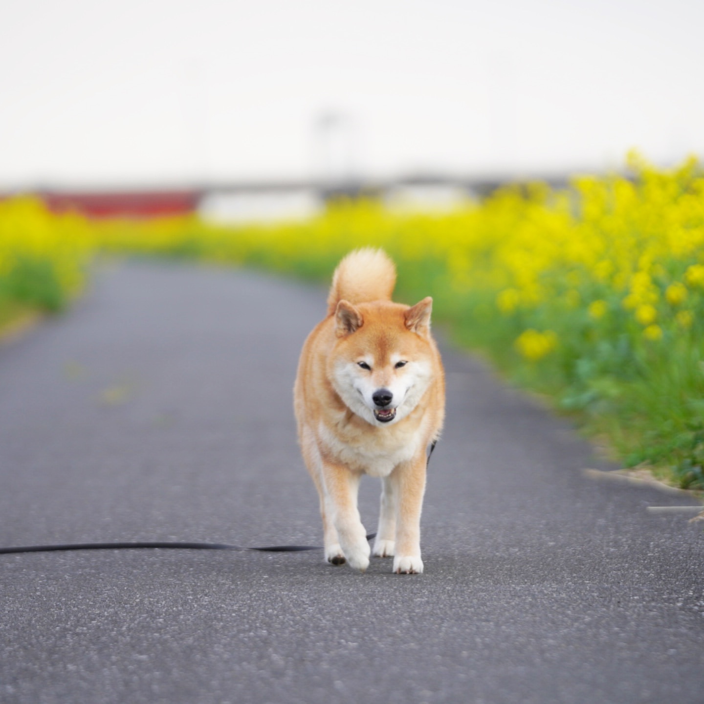 敲可爱滴柴犬萌图 这小清新生活的日子真让人羡慕