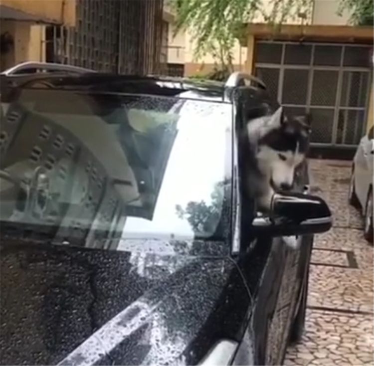 主人雨后开车 二哈盯着雨刷器看半天 狗 敢在爷面前挑衅 阿维