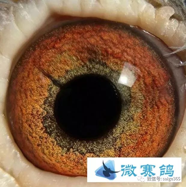 看点鸽眼里面有黑线的是好鸽子