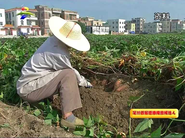 黄坡镇人口_吴川市黄坡镇 因地制宜促发展公共服务惠群众(2)