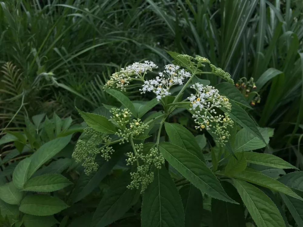 扫一扫识别草药 755dc7ccbfce46dba12c4f0bb7a42a21.jpeg