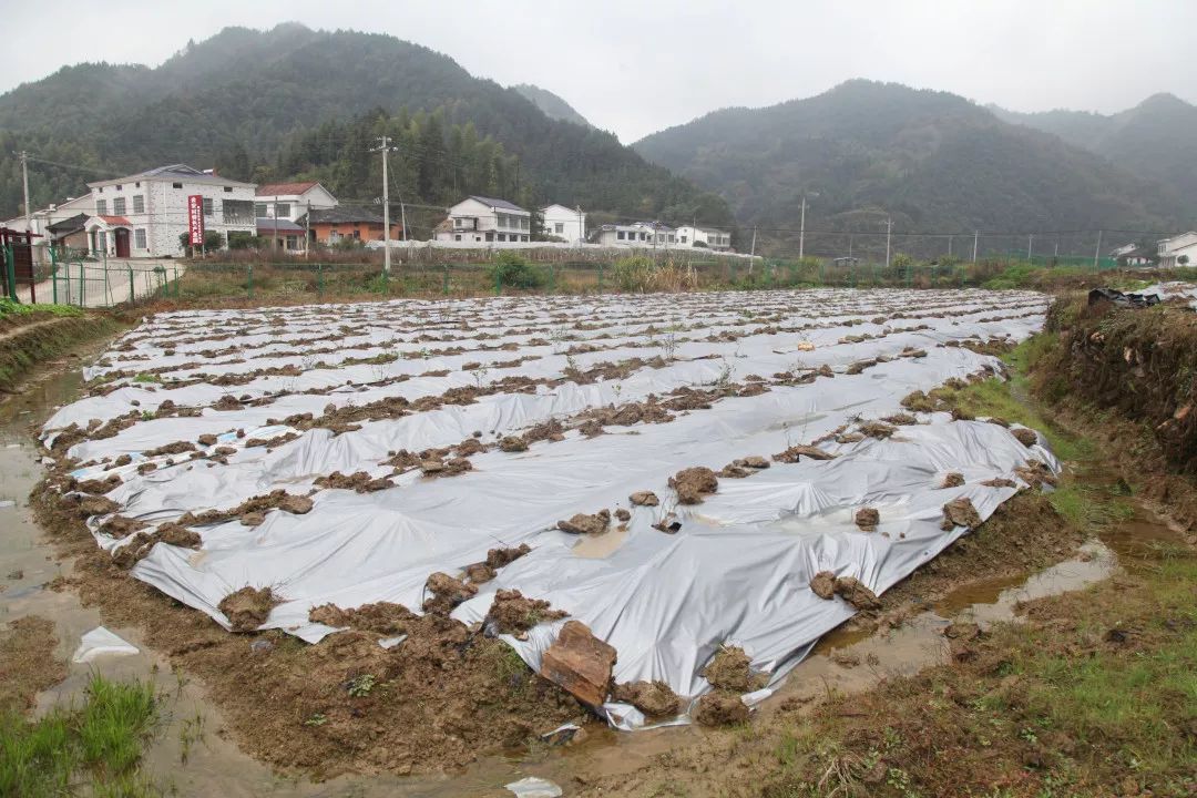 岳阳日报平江县三阳乡打出一套乡村振兴组合拳绘就美丽乡村新画卷