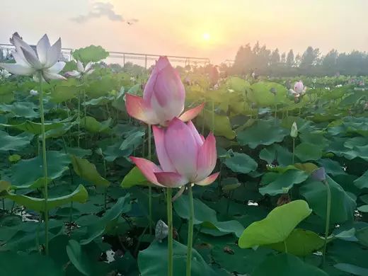 夏雨风荷简谱_一首葫芦丝歌曲 夏雨风荷 清风徐来,祝你开心一夏天(2)