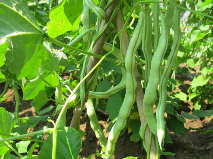 怎么晒干芸豆角 9247c87c9eb74b4fa4ea2231dd0ff879.jpeg