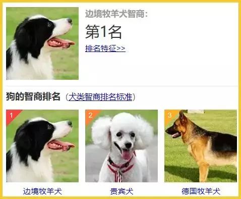 狗类智商排名_狗智商排名