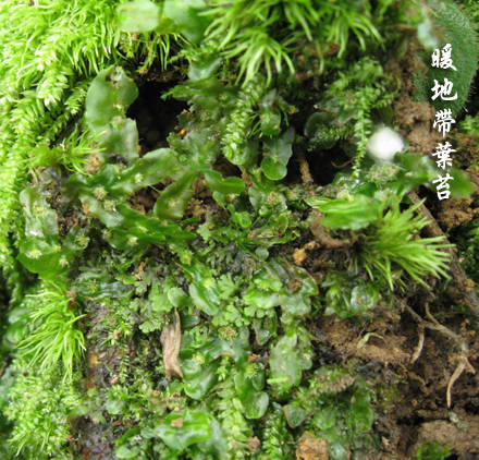 植辨丨苔藓植物图鉴,有用就留着_泥炭