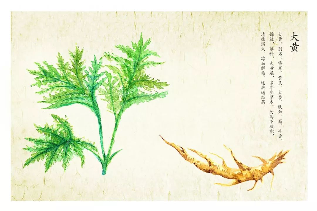 【市中医|健康科普】也许你错怪了大黄