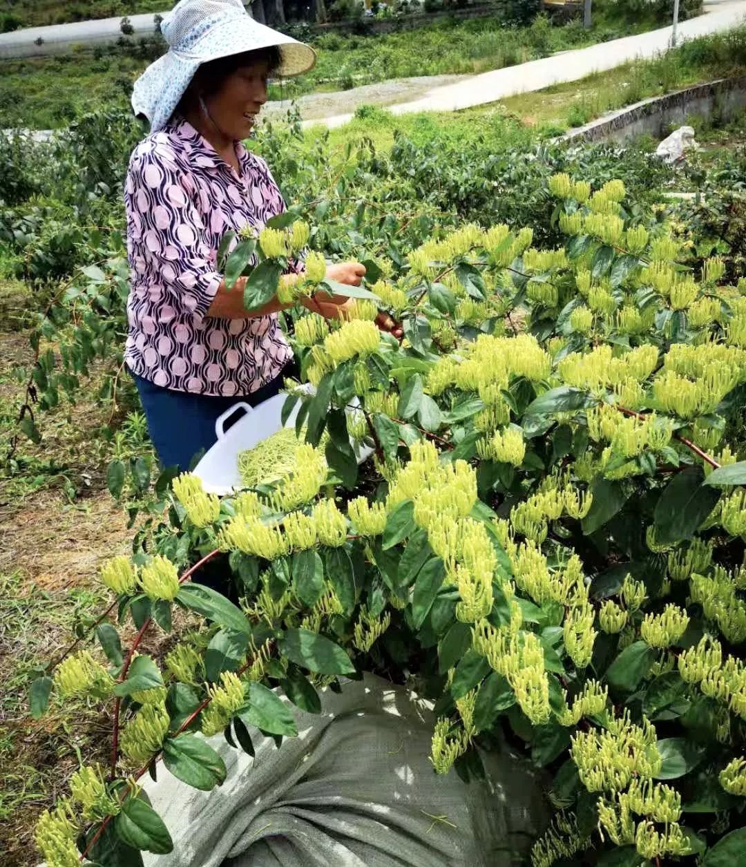 湄潭马山人口_贵州湄潭马山双龙村(3)