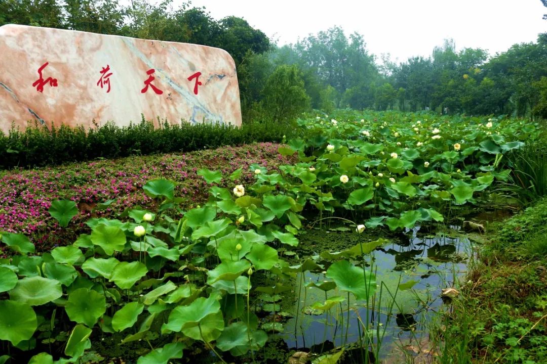 聊城南湖湿地公园荷花艺术节来啦!免费赏荷花,看孔雀