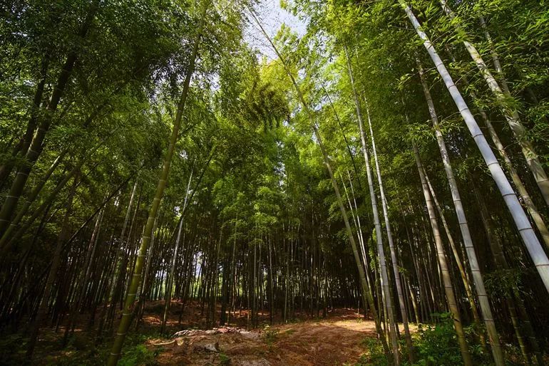 相应生趣 流水的声音 仿佛是时间在历史的尘埃里低语 叆叇岭里 苍竹叠