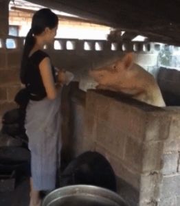 电梯 猜成语是什么成语_看图猜成语 APICloud论坛(3)