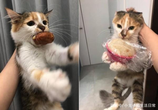贪吃的三花猫,趁主人不注意偷肉吃,转身的瞬间又偷了一碗米糕 澳门皇冠开户网