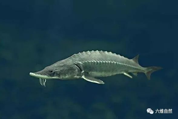 稀有古代鱼存在1.4亿年，人工投放500多万尾，却面临灭绝！_繁殖
