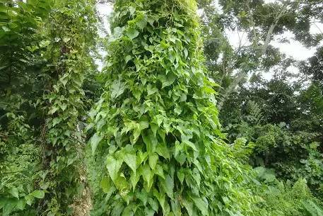 全城围剿清除身边的薇甘菊