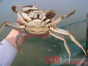 哪里的大闸蟹最大 db0cd31899dd4f7a9d2e8f3ed9d02b7a.jpeg