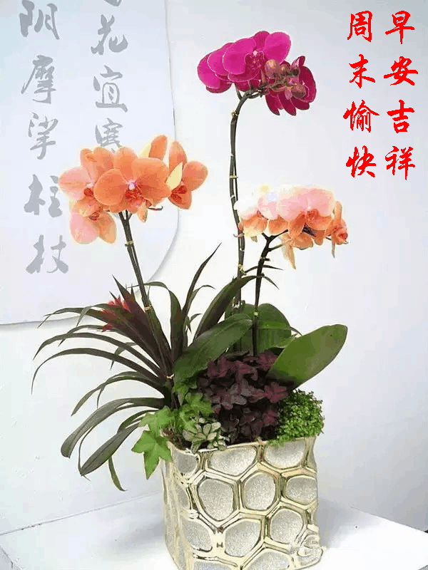 600_800 竖版 竖屏