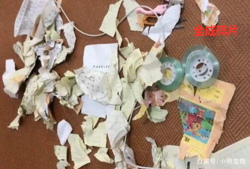 儿子在虐打二哈,女子正要制止,看了一眼却加入男女混打队伍 申搏官网2017
