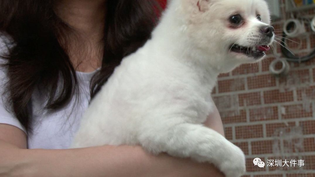 又一起!广东一小区竟高空坠狗!@廉江人,你怎