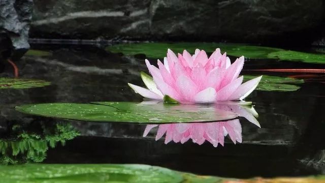 文章配图