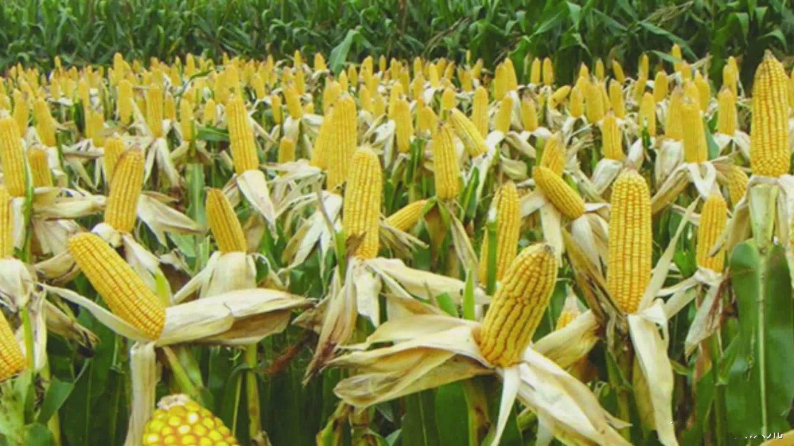 раст ферма кукурузы фото 102