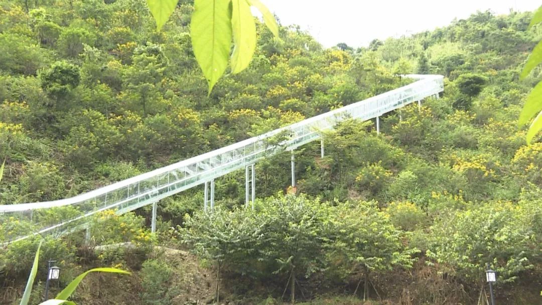 也可缓慢滑行 透过玻璃还能欣赏到茶山云海,花丛风光 高峰谷玻璃滑道