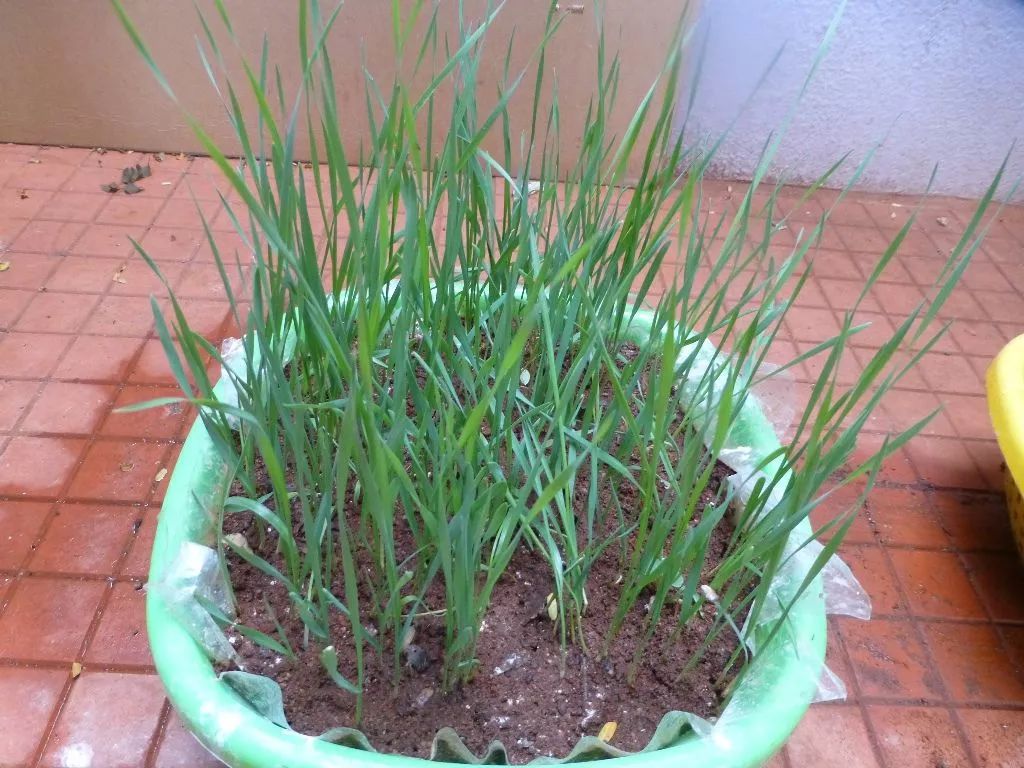 原创在家用花盆轻松培育出小麦草盆栽,长一个月就能不断收割