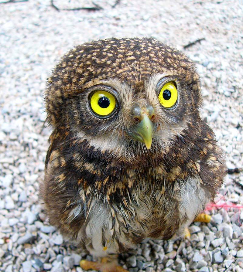 广东一男子因做这件事被捕!许多海丰人经常做