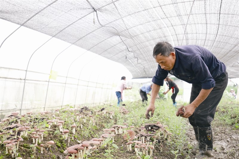 大球盖菇获丰收朱昌农户展笑颜_种植