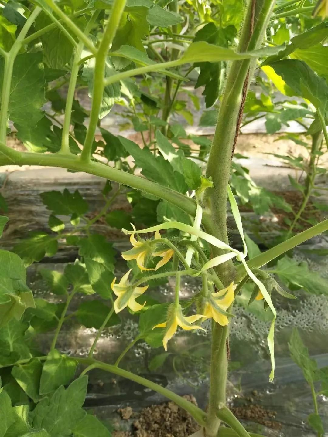 番茄属于自花授粉,人工辅助授粉,提高坐果率.